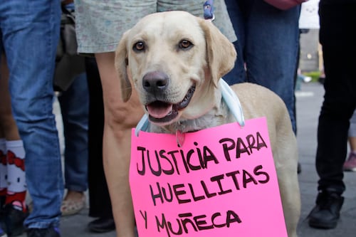 Diputados pide al INE impedir candidaturas a quienes maltraten animales