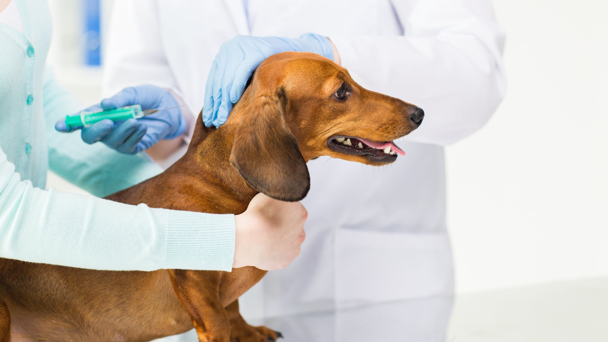 La vacunación tiene como finalidad prevenir algunas de las enfermedades infecciosas más graves o más contagiosas entre las que afectan a perros y gatos