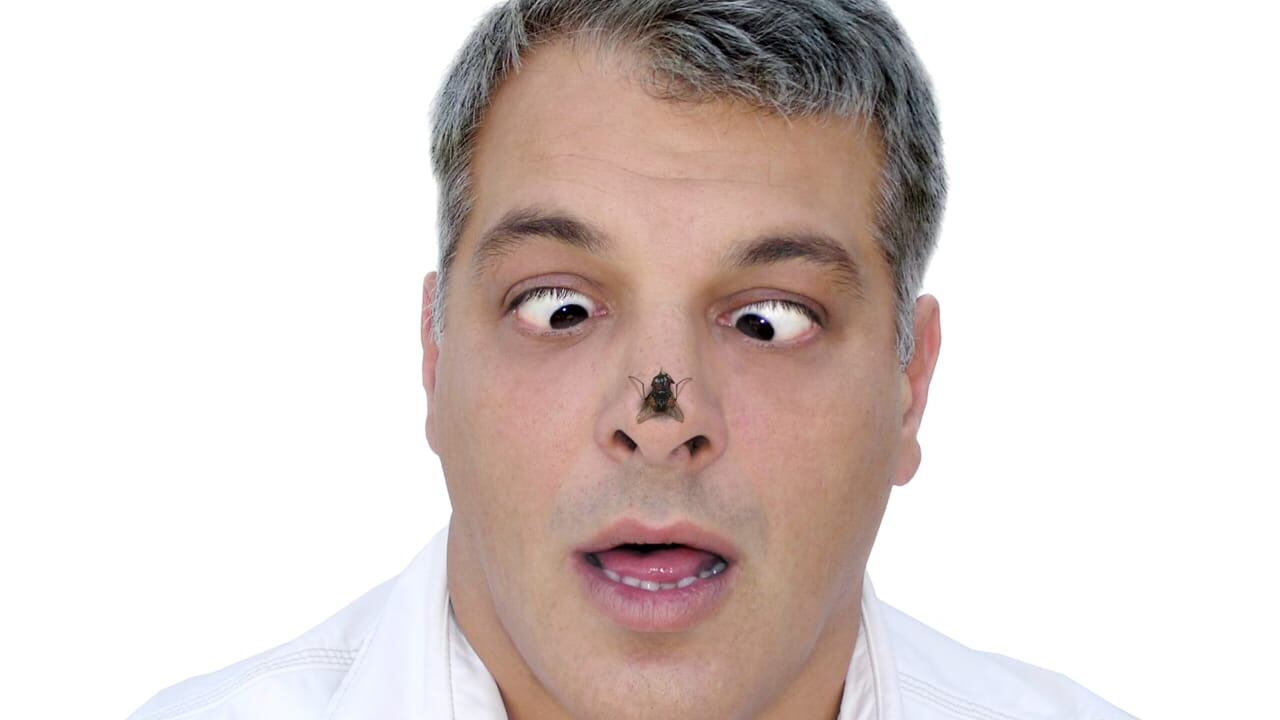 Las moscas son capaces de transmitir hasta 100 enfermedades al ser humano.