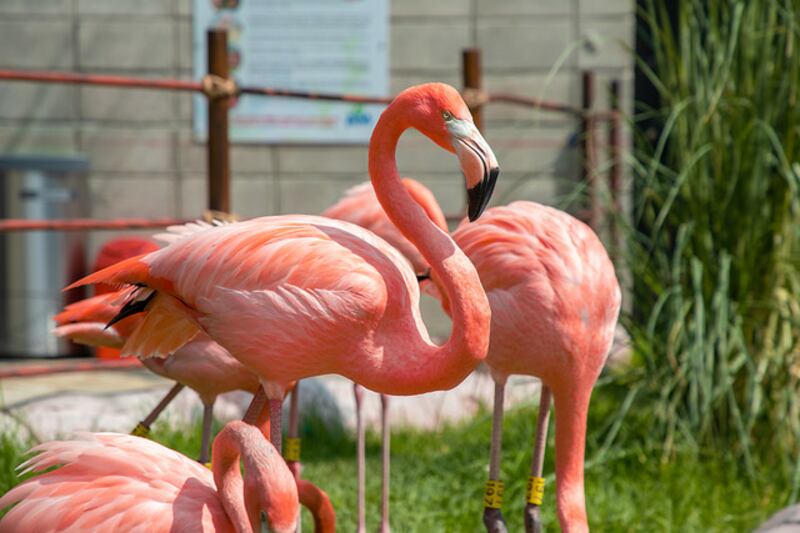 El acuario Michin ha optado por ofrecer más que solo actividades de avistamiento, pues busca renovar la manera de aprender y cuidar del mar a través de la interacción con sus especies.