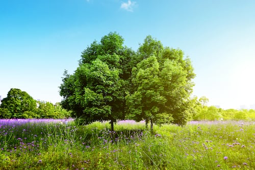 World Wide Wood: el homenaje de Google Arts & Culture a los árboles del mundo