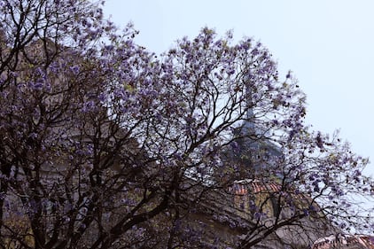 Comienzan a florecer las jacarandas de la Ciudad de México