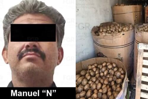 Tráiler ‘repleto de jícamas’ ocultaba casi una tonelada de droga: FGR detiene al chofer