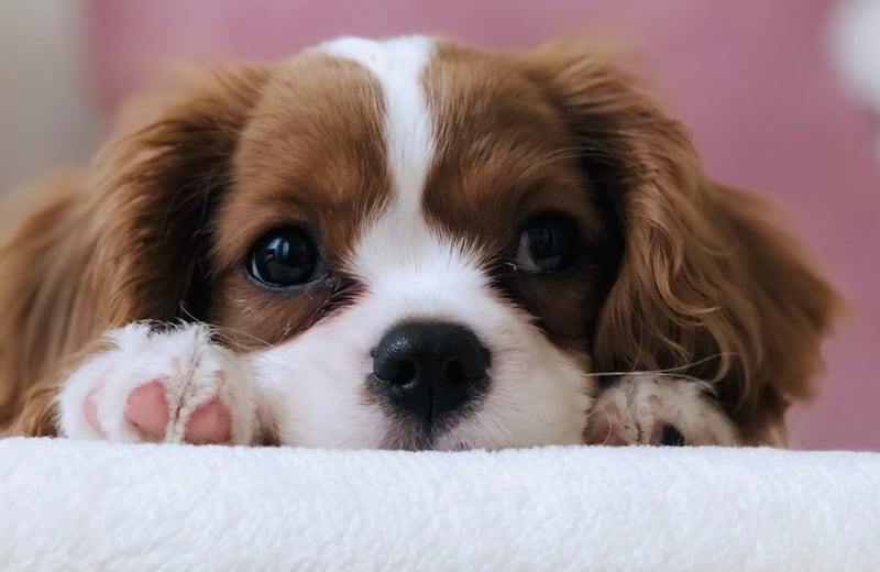 Las mascotas se asustan mucho con los sismos