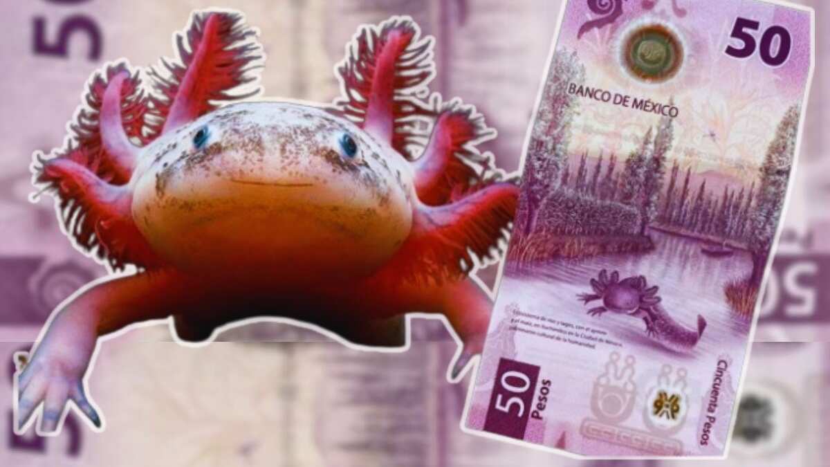 ‘La gorda’, ajolote del billete de 50 pesos, estrena hogar en acuario de CDMX