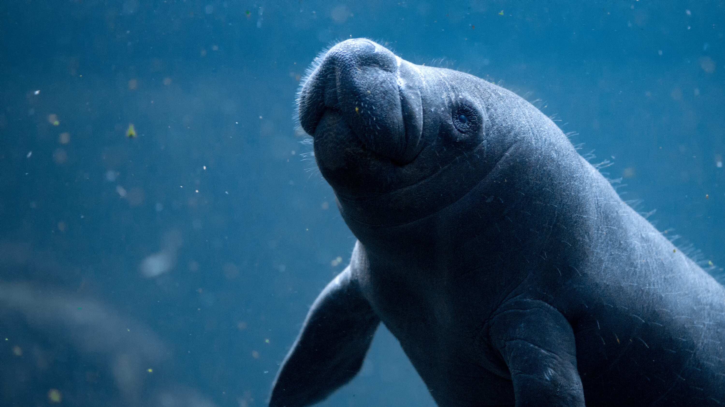 Día mundial del manatí