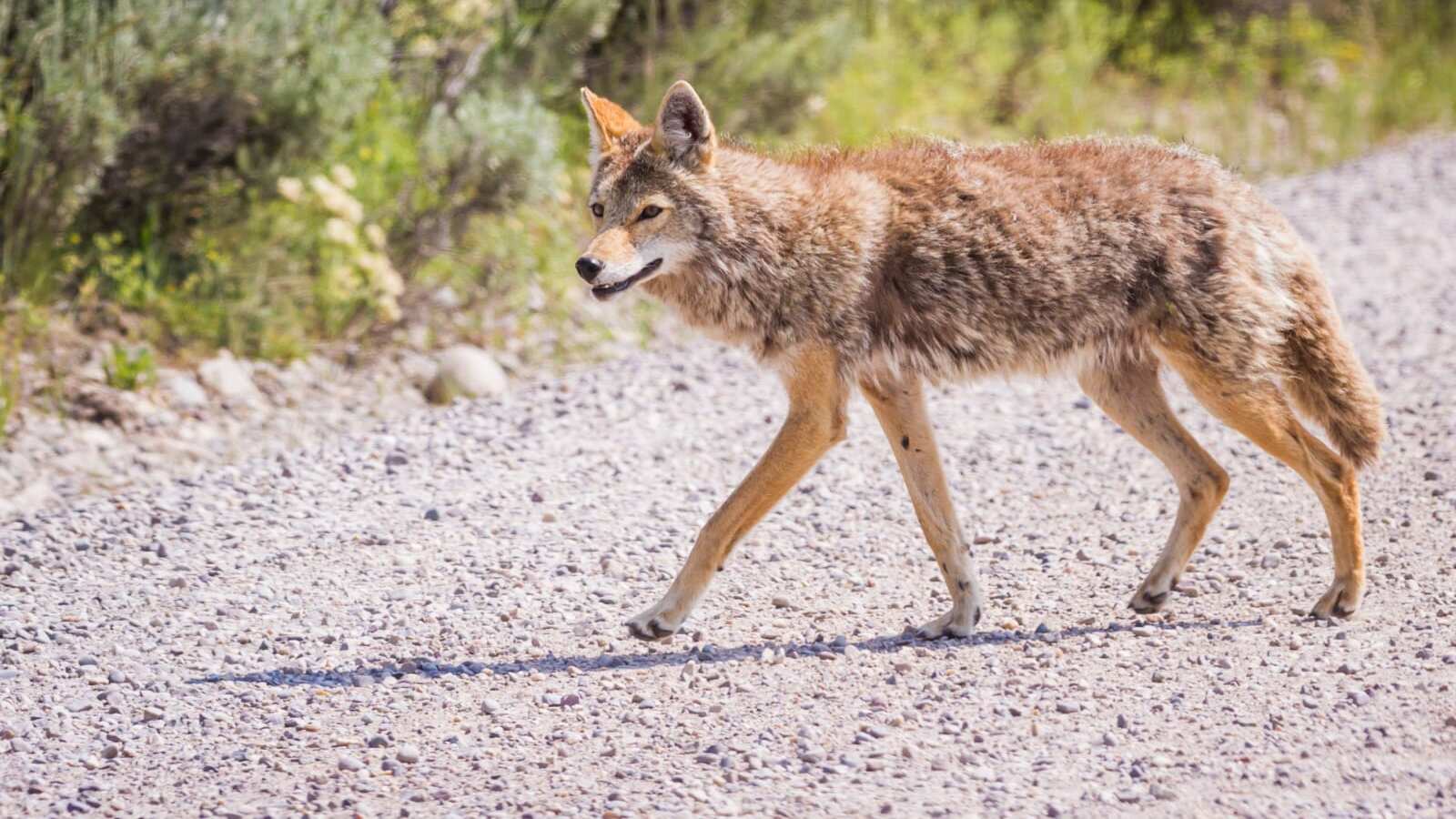 Animales salvajes como los coyotes se han habituado a la presencia humana.