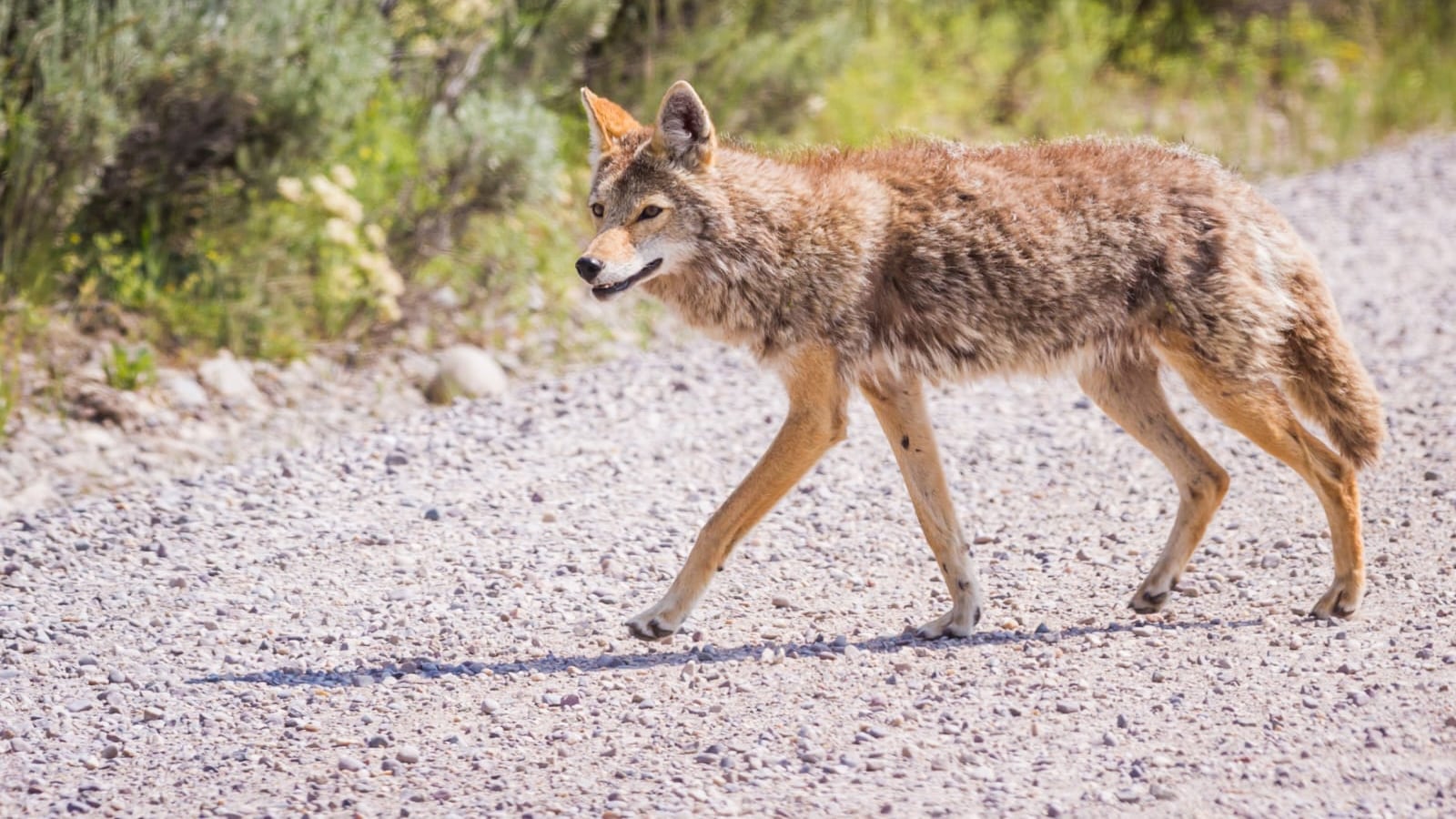 Animales salvajes como los coyotes se han habituado a la presencia humana.