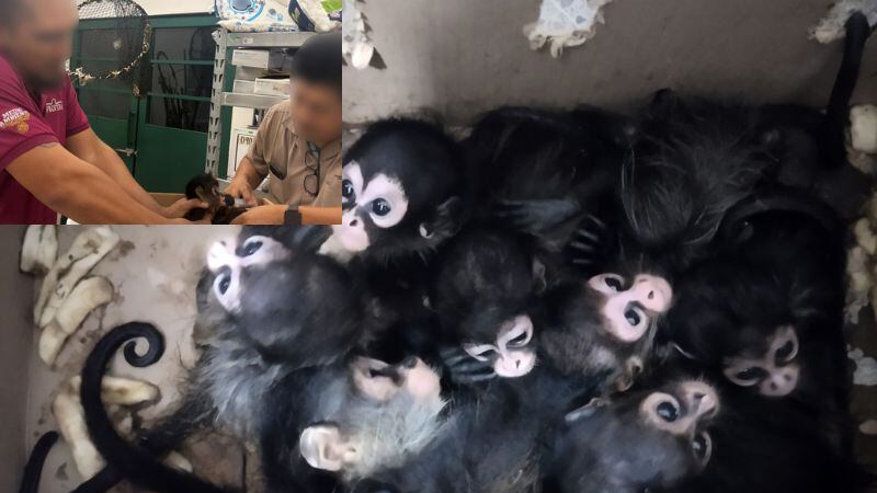 Crías de mono araña son rescatados por policía en Tabasco