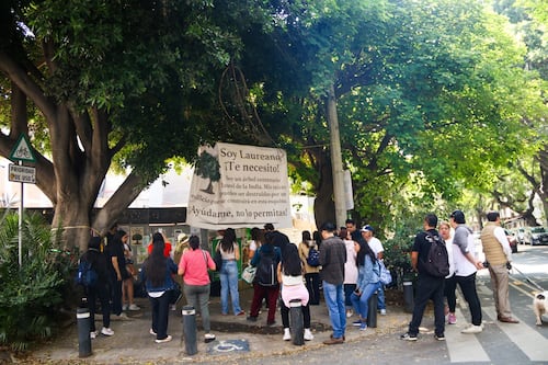 ¡No solo es Laureano! Peligran Naranda y Roberto, dos árboles afectados por una construcción