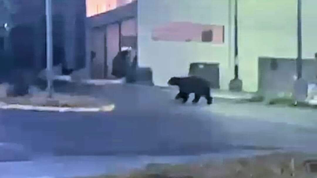 El animal tenía un comportamiento tranquilo y al no encontrar nada interesante se retiró.