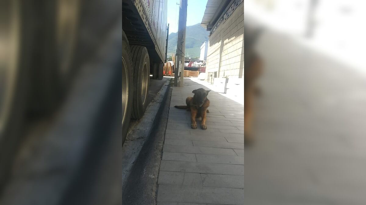 El dueño de Pancho llama a que se ayude a todos los perritos extraviados en las calles de Monterrey.