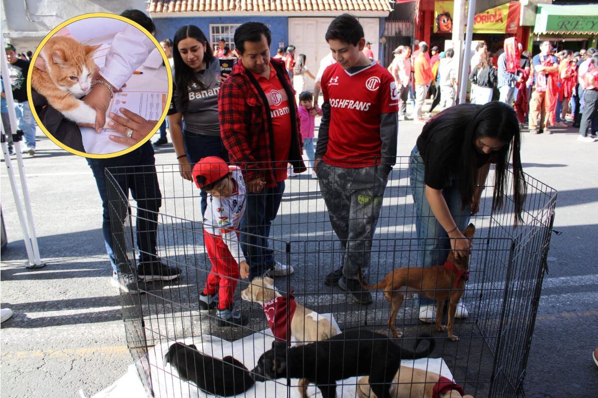 Edomex estrena ley animal: habrá registro de mascotas y castigos más duros por maltrato