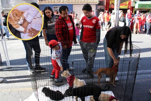 Edomex estrena ley animal: habrá registro de mascotas y castigos más duros por maltrato