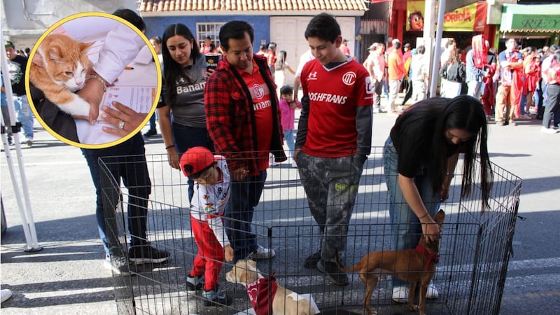 Edomex estrena ley animal: habrá registro de mascotas y castigos más duros por maltrato