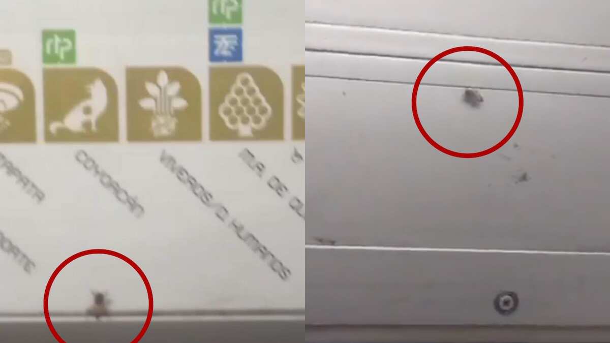 Algunos de los usuarios recurrieron a "huir" ante la presencia de las abejas. (Especial)