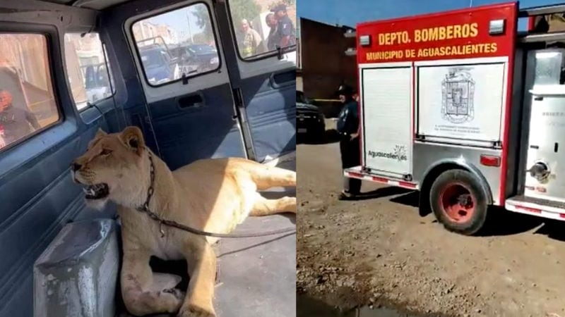 Ataque de leona en Aguascalientes deja a mujer herida de gravedad