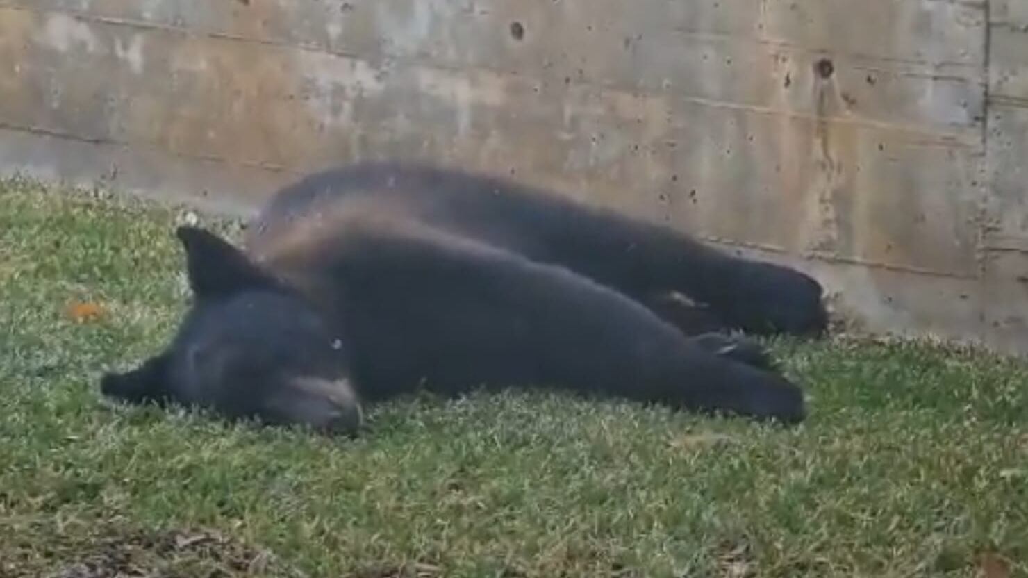 El oso ni siquiera se percató de que estaba siendo grabado mientras dormía plácidamente.