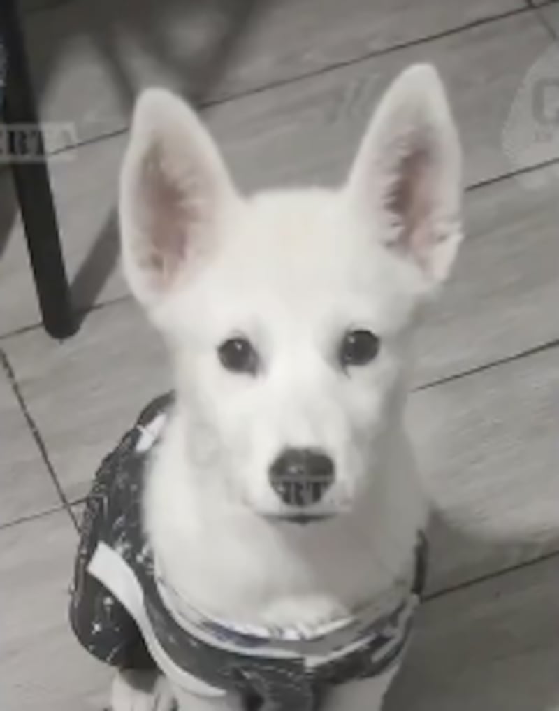Perrita Nova