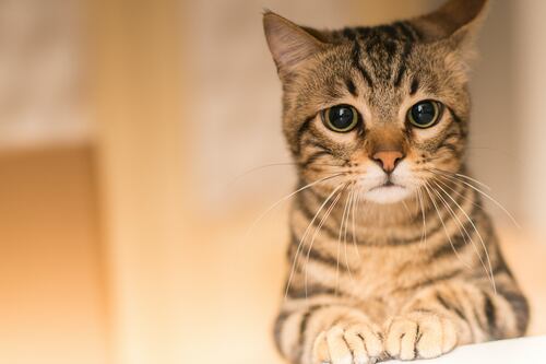 Día Internacional del Gato 2025: 3 claves para cuidar su salud y alargar su vida