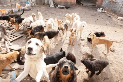 Conoce la ciudad en México donde viven más de 100 mil perros