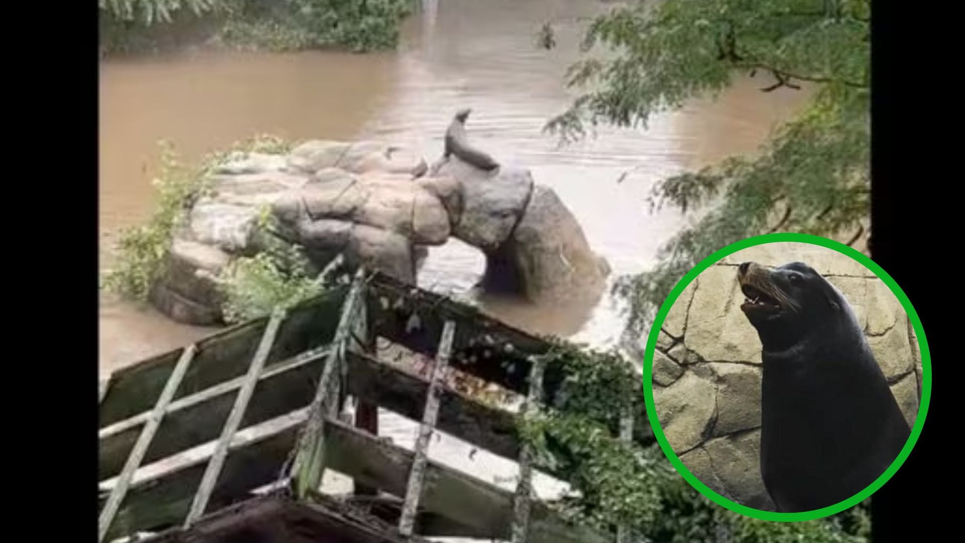 Durante su aventura el león marino fue monitoreado por empleados del zoológico.