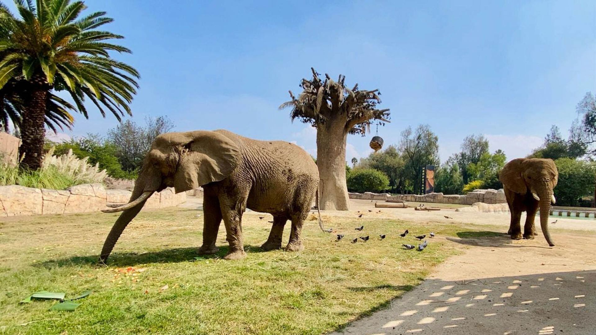Elefanta Ely y Gipsy conviven más tiempo en Zoológico de Aragón