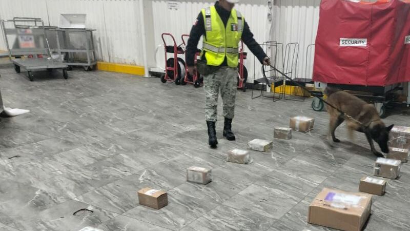 Perro de la Guardia Nacional localiza 16 paquetes con marihuana