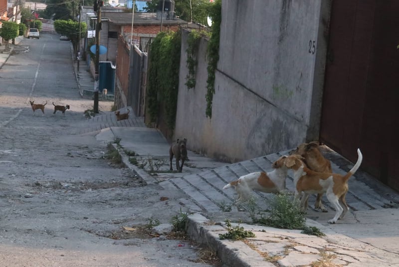 Biodigestión para combatir la contaminación por heces caninas