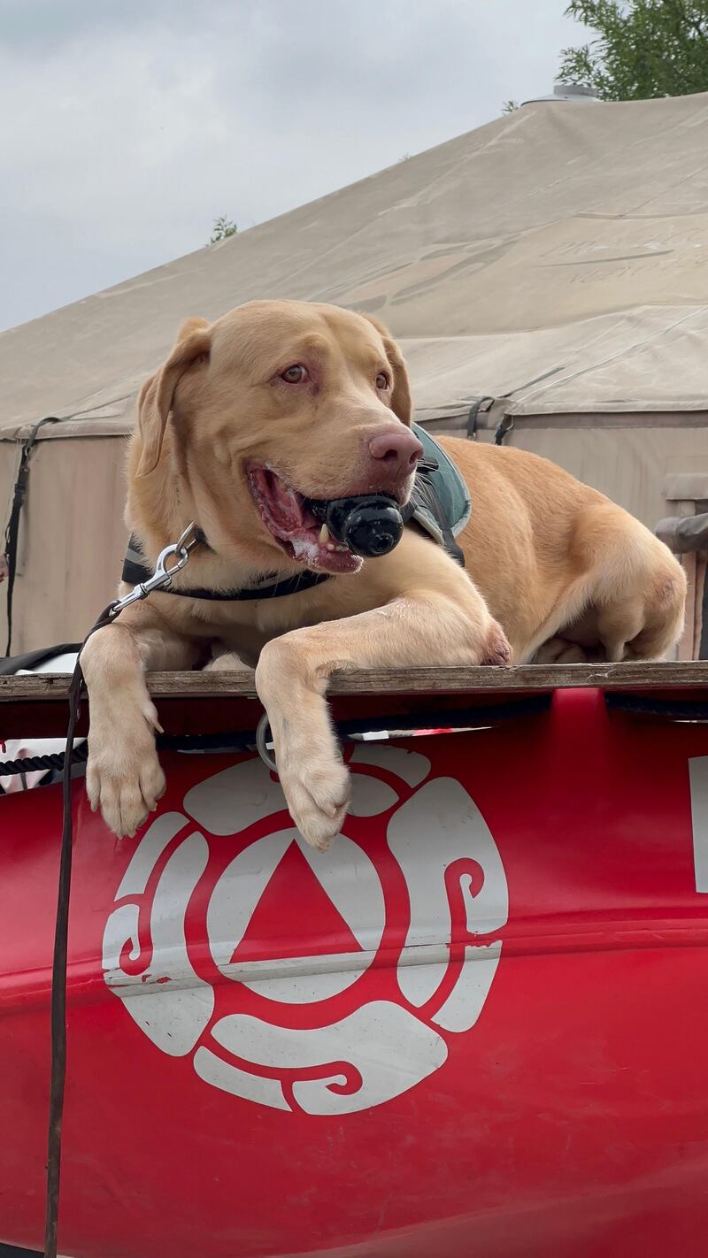 La manada K9 es especializada en búsqueda de personas.