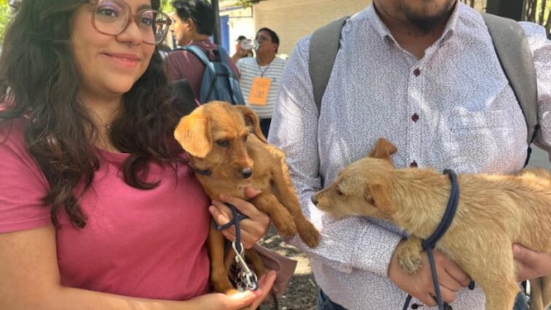 mascotas en adopción