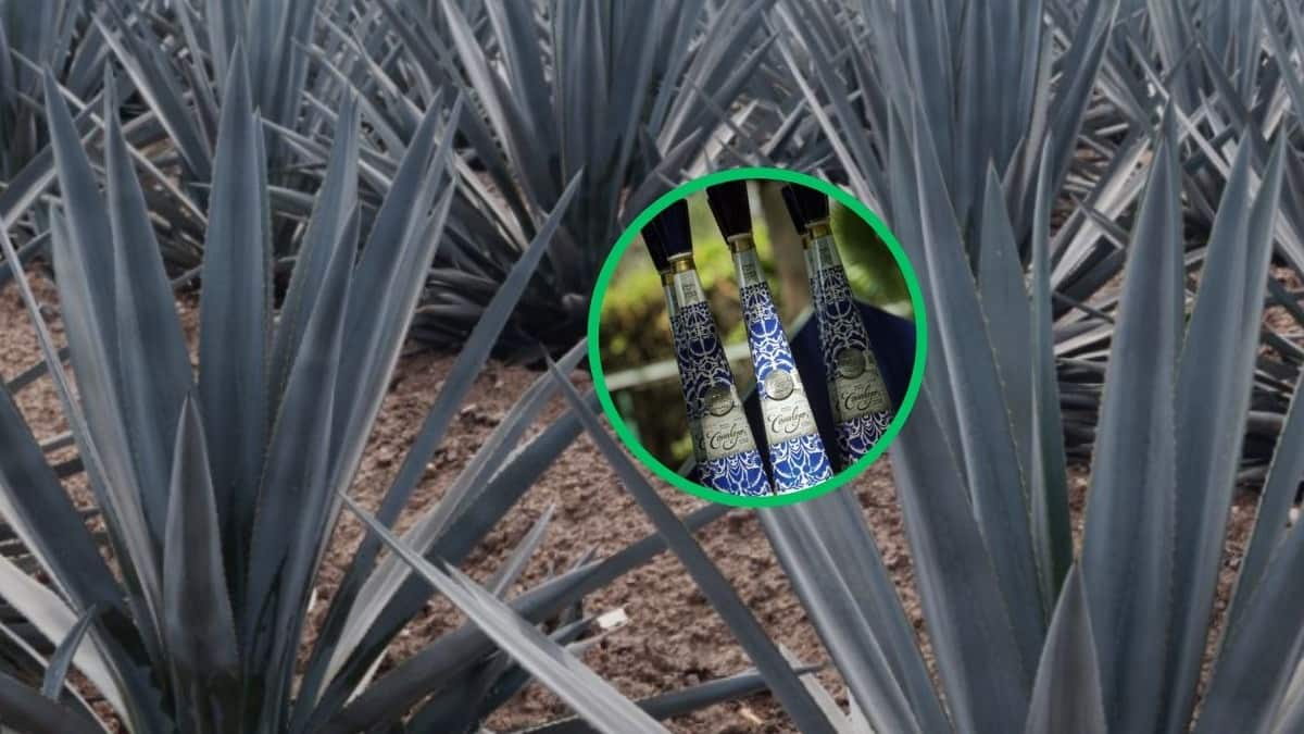 Hay más de 8 mil productores en el estado.