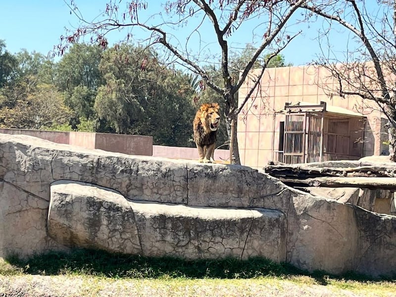 Zoológico de San Juan de Aragón anuncia recuperación exitosa de los felinos rescatados en santuario del Ajusco, al sur de la Ciudad de México