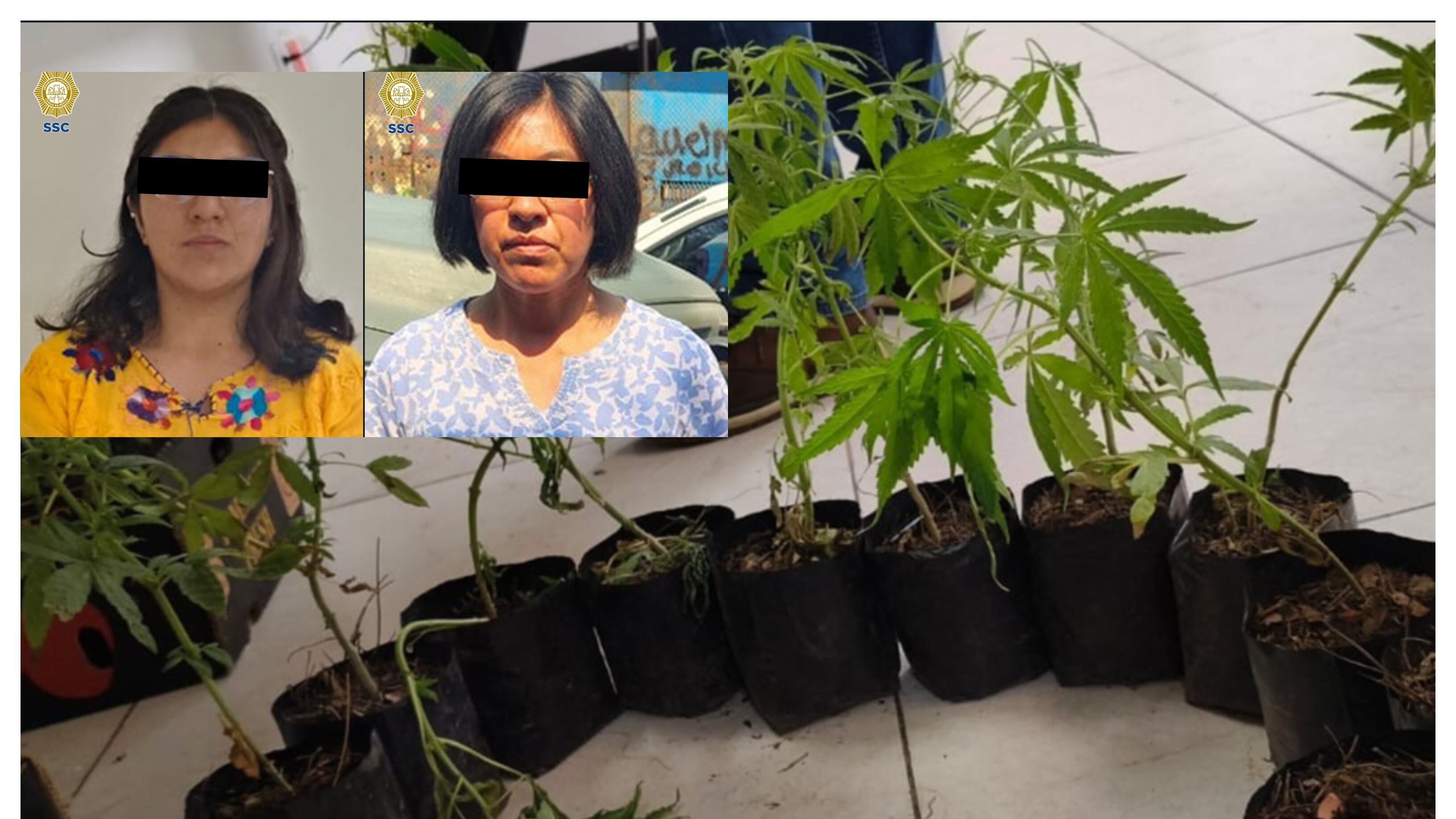 Macetas con marihuana