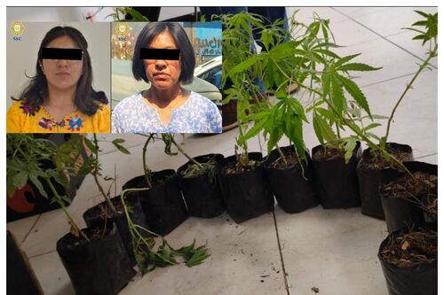 Macetas con ‘sorpresa’: Mujeres de de la Central de Abasto cambian flores por marihuana