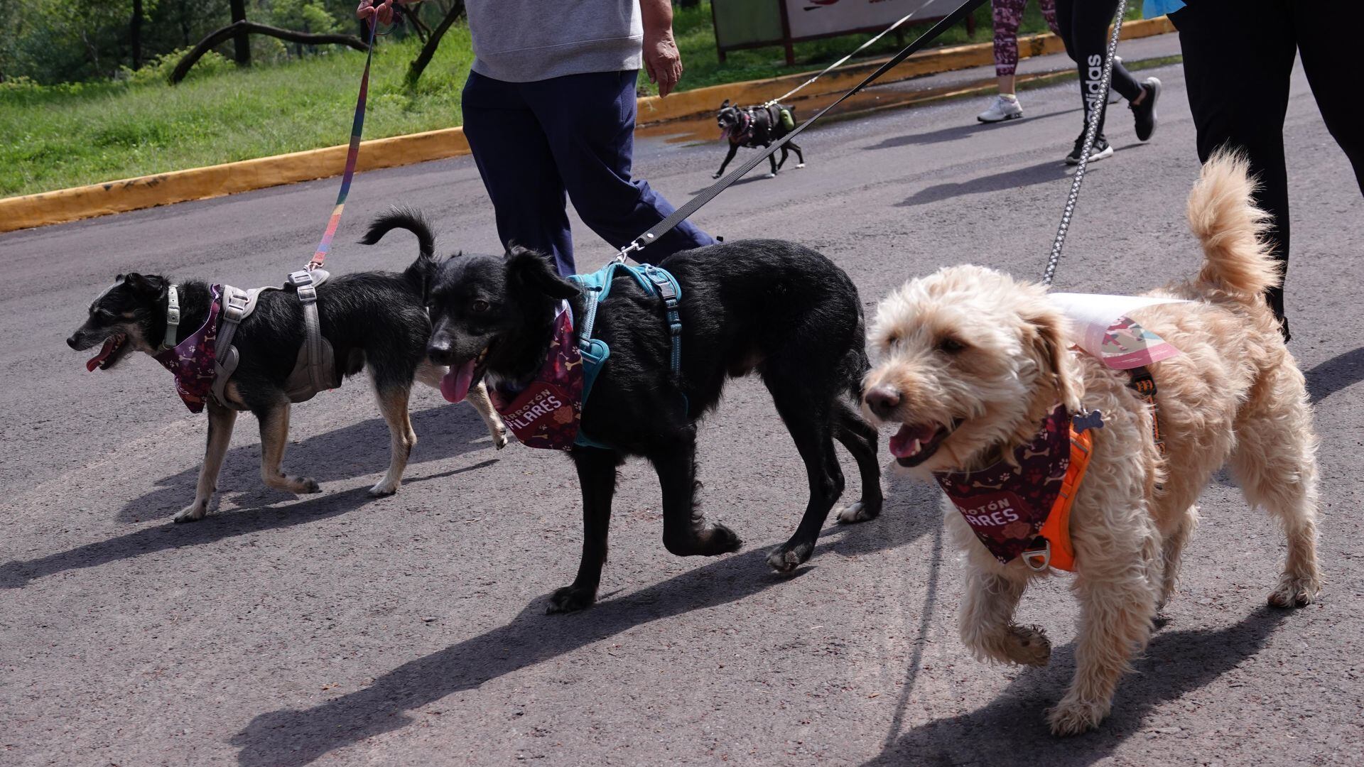 Lomitos de paseo