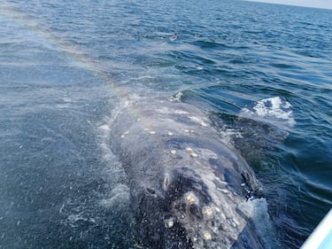 Comienza temporada de avistamiento de ballenas grises en santuarios de Baja California