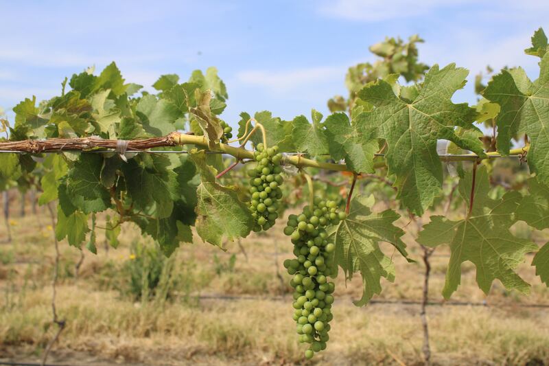 Vinos Meseta del Cielo