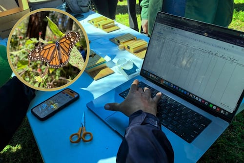 México rastrea a la mariposa Monarca con sensores de alta tecnología, y detecta comportamiento inédito