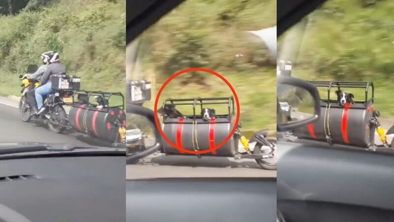 Instante en el que dos lomitos son transportados por sus dueños en una moto tuneada