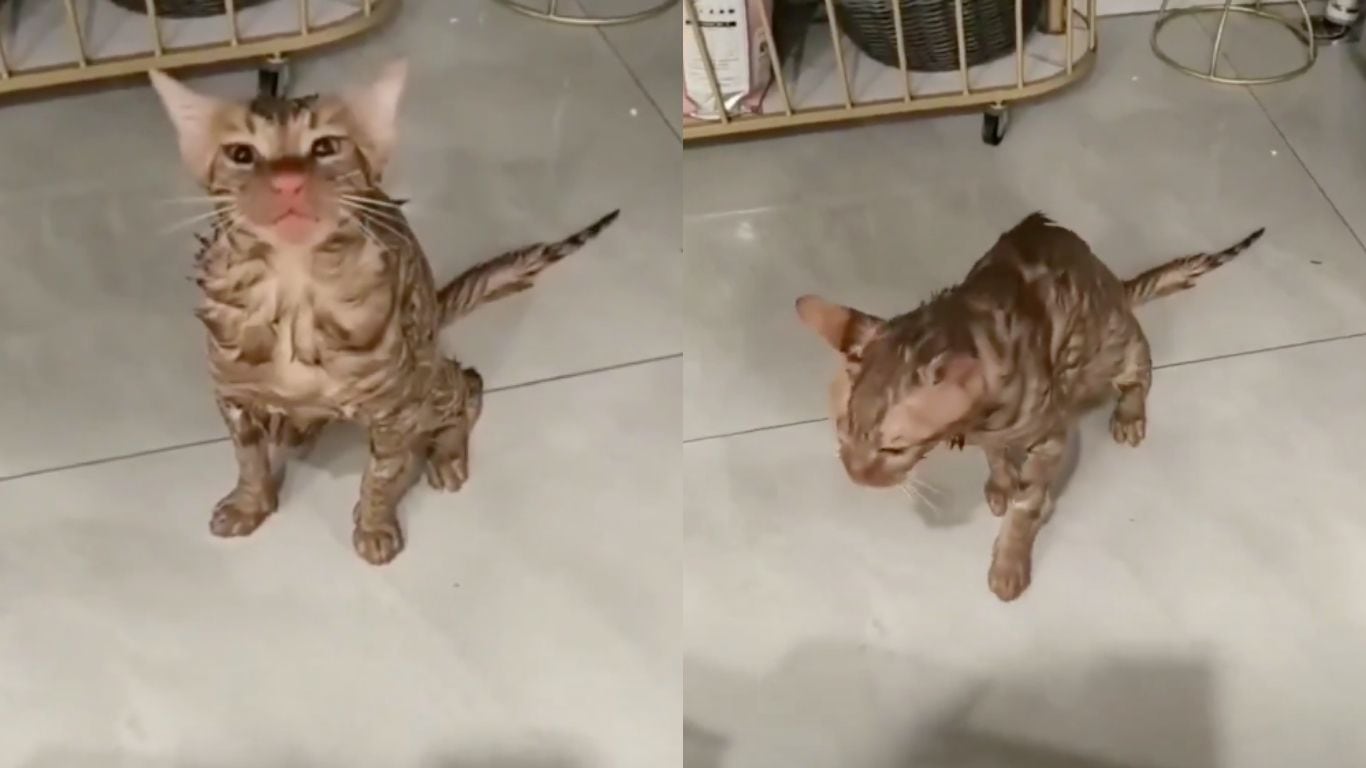 Meten a su gato a la lavadora y sobrevive