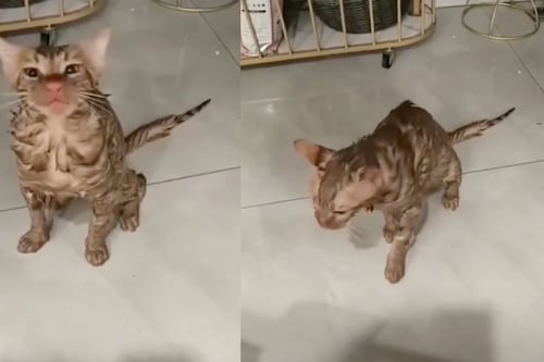 Gato sobrevive tras quedar 10 minutos dentro de una lavadora en China: la historia es increíble