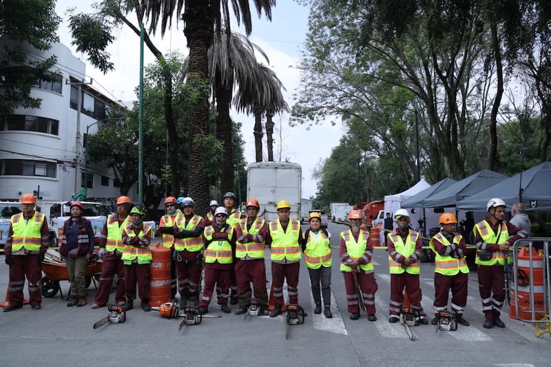 Palmeras CDMX.