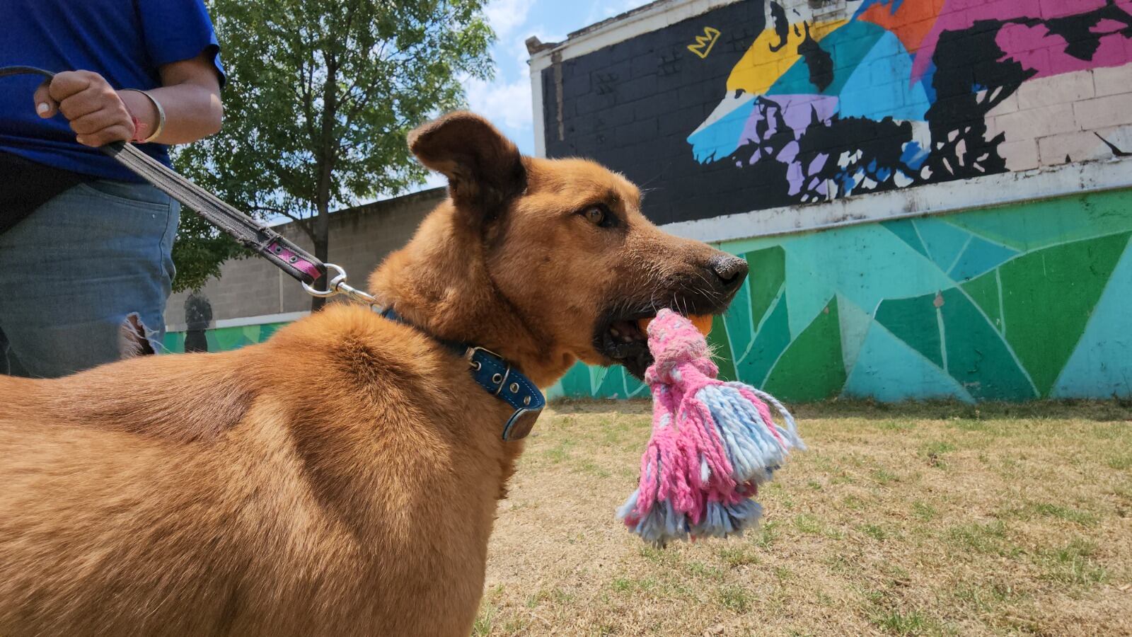 Centro de Transferencia Canina del Metro celebra 6 años