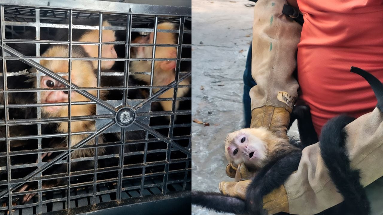 Rescatan 10 monos capuchinos