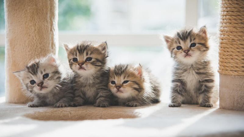 Gatitos