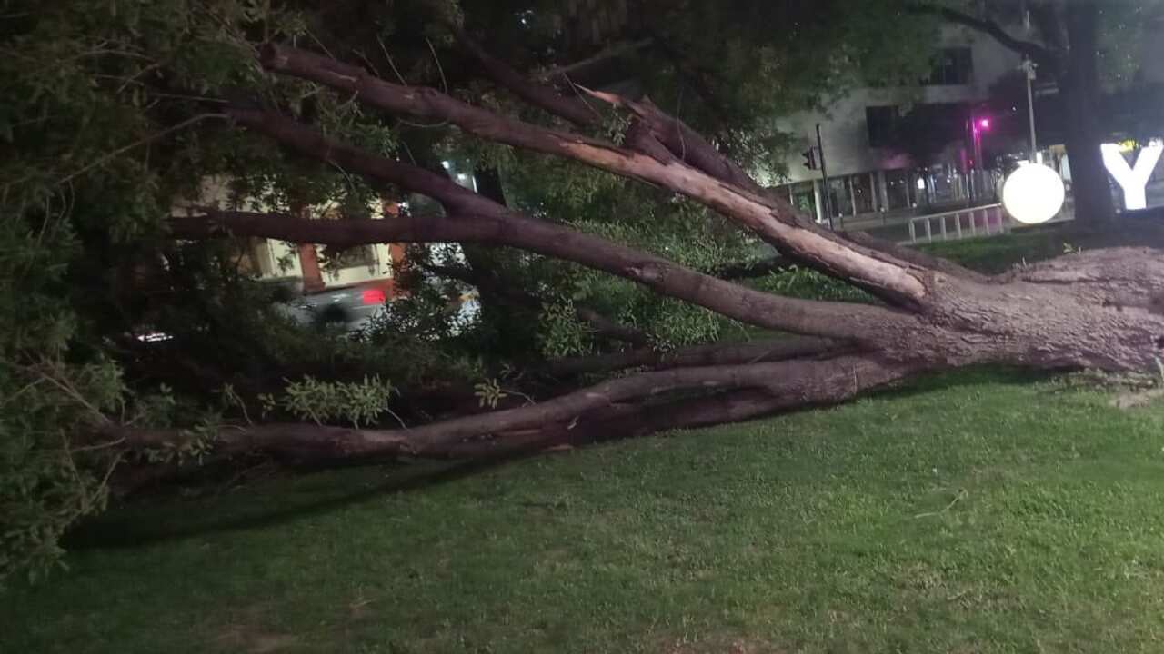 En total se atendieron cuatro cortocircuitos en cableado, dos caídas de material de construcción, dos postes caídos, tres árboles con riesgo, seis lonas de panorámicos con riesgo, dos árboles caídos.