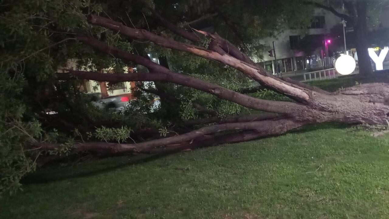 En total se atendieron cuatro cortocircuitos en cableado, dos caídas de material de construcción, dos postes caídos, tres árboles con riesgo, seis lonas de panorámicos con riesgo, dos árboles caídos.