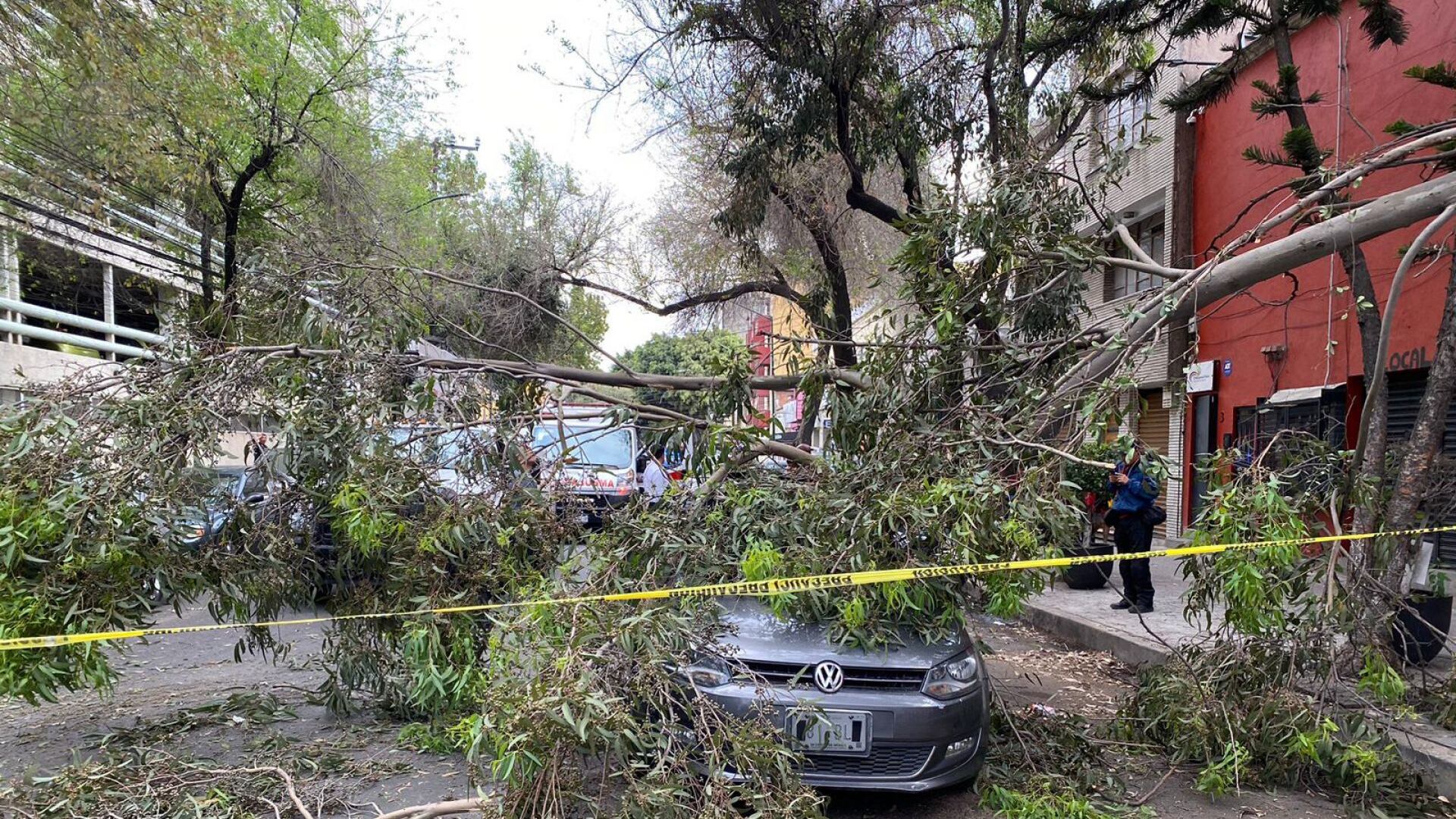 CDMX activa Alerta Amarilla por fuertes vientos; piden tener cuidado ante caída de árboles