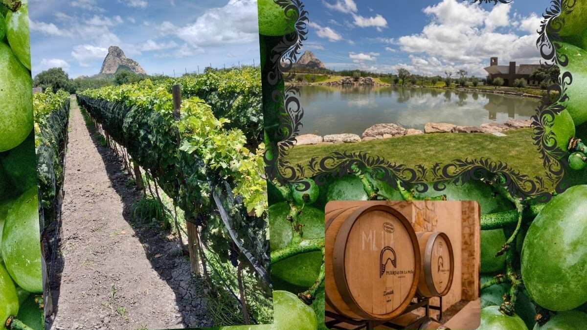 Ruta del Arte, Queso y Vino.